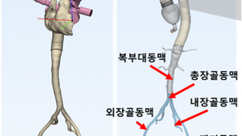 중심 혈관계